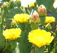 Opuntia stricta 0j0 d'occasion  Expédié en Belgium