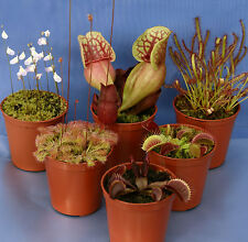 Carnivorous plant collection for sale  AMMANFORD