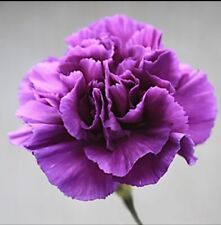 Carnation violet plug for sale  BLACKBURN