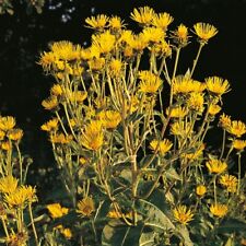 Herb elecampane kings for sale  WITHAM