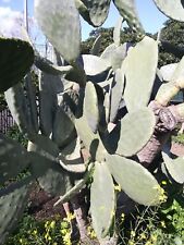 Cactus cladodi ficus usato  Ragalna