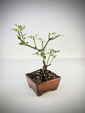 Winterjasmin bonsai shohin gebraucht kaufen  Halle