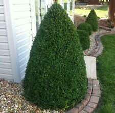 Green mountain boxwood for sale  Mcminnville
