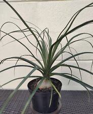 Ponytail palm beaucarnea for sale  Lakeland