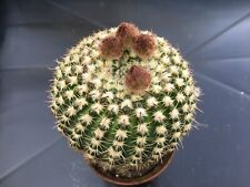 Notocactus uebelmannianus paro gebraucht kaufen  Winterbach