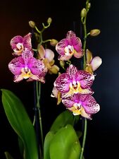 Phalaenopsis orchid qeel for sale  NOTTINGHAM