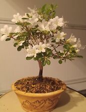 Apple blossom azalea for sale  Saint Paul