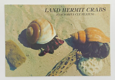 crabs hermit land for sale  Tampa