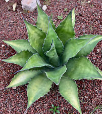 Agave Ferox Clone OLYMPIA (Ex Van Dyck, Netherlands) Planta 12cm segunda mano  Embacar hacia Argentina