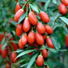 Goji berry seeds for sale  Lakemore