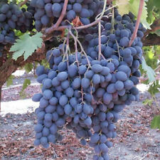 Vitis vinifera autumn d'occasion  Pouzauges