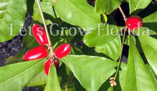 Miracle Fruit / Berry Tree, Plant, Synsepalum dulcificum for sale  Shipping to South Africa