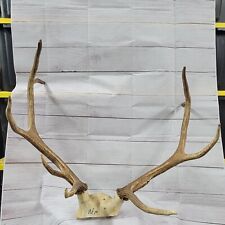 Elk antlers skull for sale  Leaf River