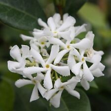 Trachelospermum jasminoides st for sale  MARCH