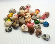 Hermit crab shells for sale  Merritt Island