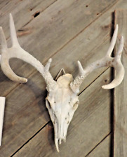 Deer skull antlers for sale  Ringle