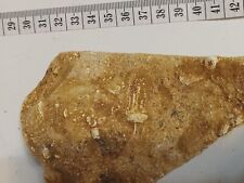 Mississippian fossil crinoid for sale  Shepherdsville