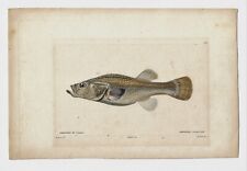Pair 1833 fish for sale  Chicago
