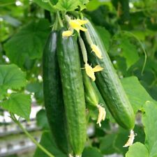 Persian cucumber seeds for sale  Pittsburgh