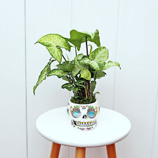 Syngonium white butterfly for sale  Boca Raton