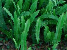 Boston ferns live for sale  Ocala