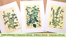 Stampe litografiche piante usato  Rancio Valcuvia