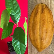 Forastero theobroma cacao for sale  Jupiter