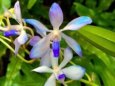 Orchidee ibride vanda usato  Spedire a Italy