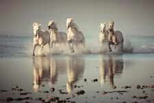 Vlies fototapete pferde gebraucht kaufen  Langen