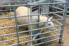 Lamb adopter hurdle for sale  HERTFORD