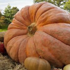 Vegetal-CALABAZA DILLS ATLANTIC GIGANTE SEMILLA MÁS GRANDE -5 Semillas de Calidad Premium -1a segunda mano  Embacar hacia Argentina