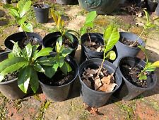 Holly plants ilex for sale  OSWESTRY