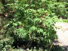 Acer japonicum dissectum for sale  CRANBROOK