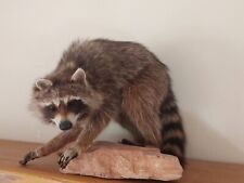 Raccoon taxidermy full for sale  Rogersville