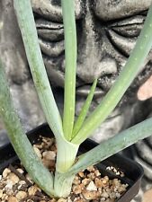 Aloe speciosa rare for sale  Phoenix