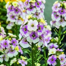 Erysimum plug plants for sale  LONDON