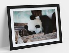 Cute panda photo for sale  LONDONDERRY