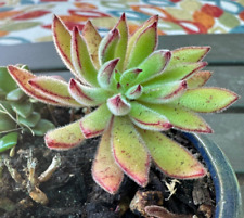 Mystery live succulent for sale  Santee