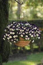 Pansy trailing winter for sale  SALISBURY