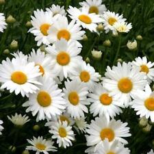 Shasta daisy chrysanthemum for sale  Sevierville