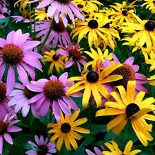 Dynamic duo echinacea for sale  Knoxville