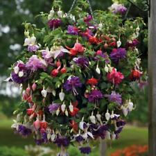 Fuchsia giant flowered for sale  IPSWICH