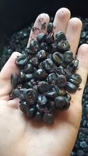 Usado, Maiz Morado Nero Black Violet peruviano Azteco semi freschi fresh seeds mais segunda mano  Embacar hacia Argentina