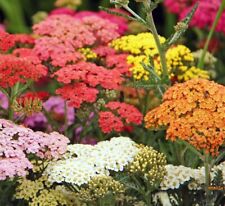 Yarrow colorado mix for sale  Sevierville