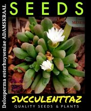 Delosperma esterhuyseniae 15 x seeds ADAMSKRAAL SH1222 1476.85 miniature mesemb  for sale  Shipping to South Africa