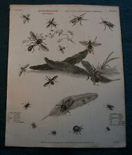 Entomology Order Diptera antique copper engraving published 1807 for sale  Shipping to South Africa
