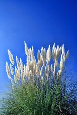 cortaderia selloana feather pampas grass seeds for sale  WREXHAM
