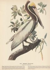 1942 audubon print for sale  Medina