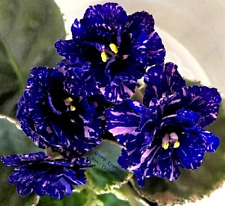 African violet plant for sale  Temple