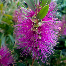 Hot pink bottlebrush for sale  PETERBOROUGH